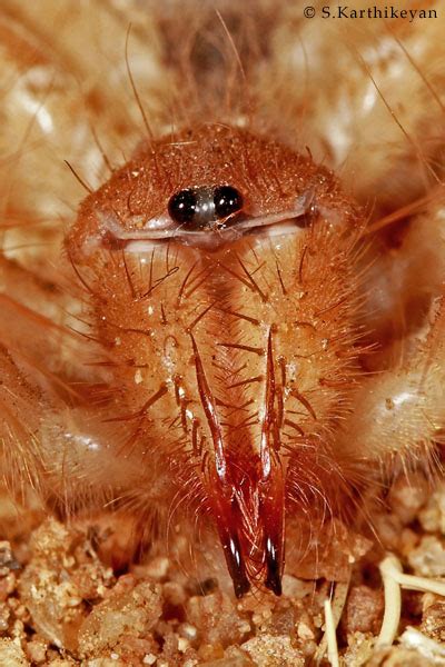 Sun Spider – Karthik's Journal