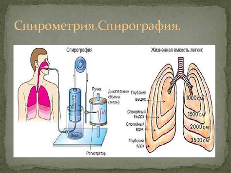 Методы оценки функции внешнего дыхания Типы дыхательной