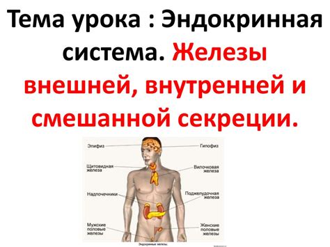 Что такое эндокринная система? 8 класс - презентация онлайн