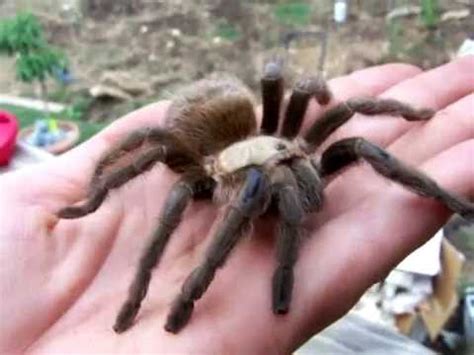 Texas brown tarantula - Alchetron, The Free Social Encyclopedia