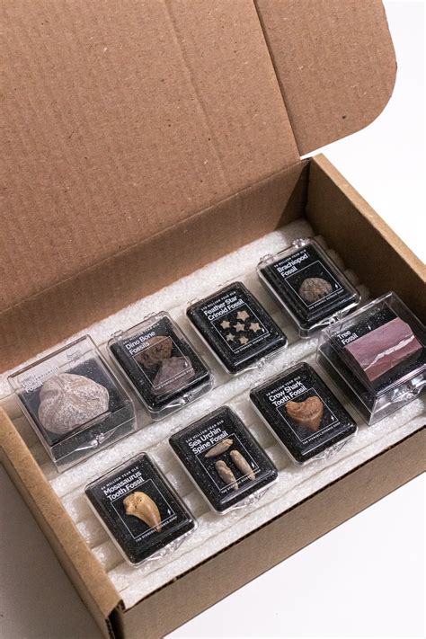 Prehistoric fossil collection vol 2 mesozoic – Artofit