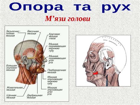 "Опорно-рухова система людини" - презентація з біології