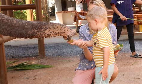 Elephant Feeding | 1hr Tour with Transfers - Koh Samui Tours