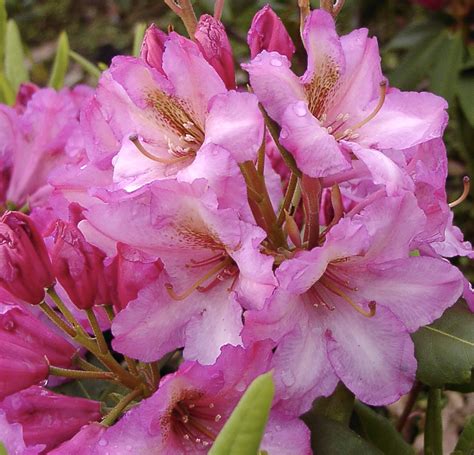 Рододендрон гибридный `Duke of York` – купить в питомнике Chelsea Garden