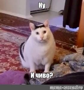 Создать мем "котик мяукает, коты с мемов популярные, котенок котэ ...