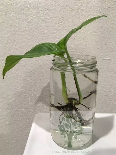 How to Propagate Pothos in Water Step by Step - The Garden Style