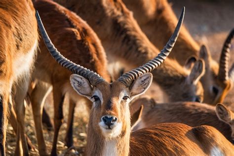 lechwe facts fact animal
