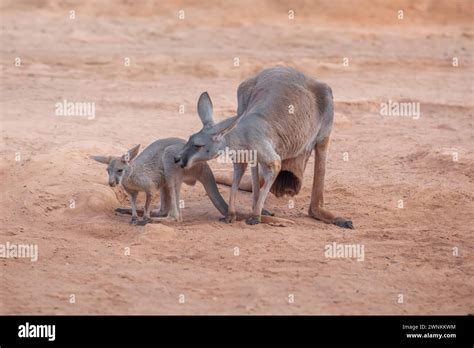 Baby kangaroo pouch hi-res stock photography and images - Alamy