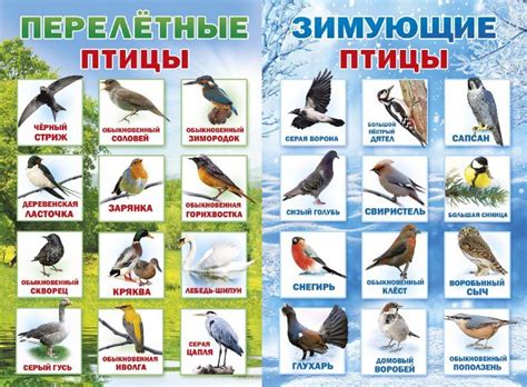 Картинки перелетные птицы (25 фото) ⭐ Юмор, картинки и забавные фото ...