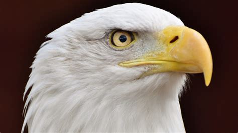 Rescuers help bald eagle stuck on Michigan ice shelf