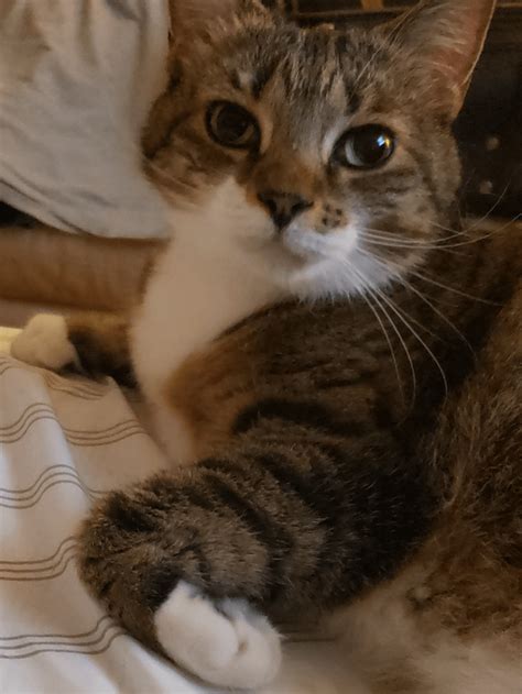 standard issue cat models rstandardissuecat