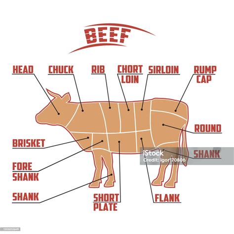 diagram daging sapi siluet sapi skema pemotongan daging sapi ilustrasi