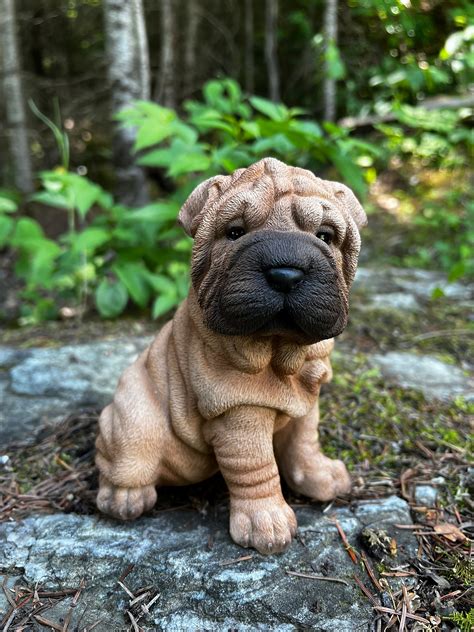 Shar Pei Lab Mix For Sale at Sheila Cline blog