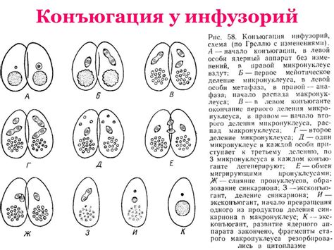 Формы размножения живых организмов - online presentation