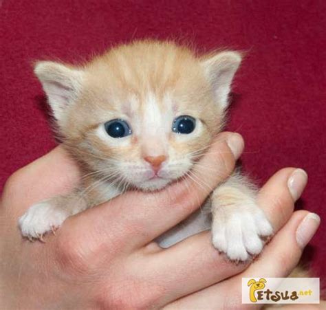 Рыжий котенок ищет семью — PetsUA