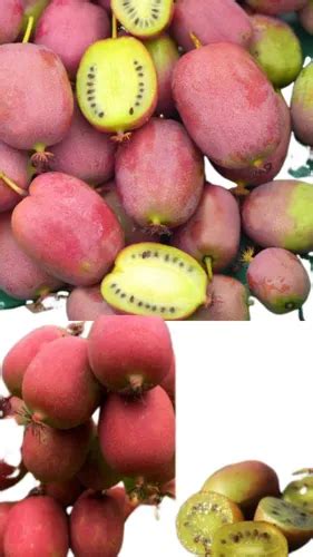 Fruta Que Parece Kiwi Rosa - 100 Sementes Mini Kiwi Rosa Com Manual De Cultivo | MercadoLivre