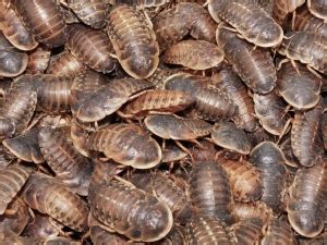 karaczany tureckie, dubia, karaczany zielone, madagaskarskie