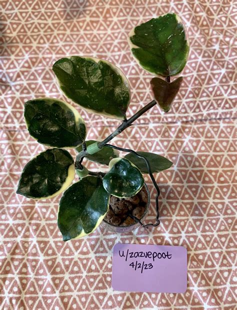 [Sale] Hoyas and more! : r/TakeaPlantLeaveaPlant