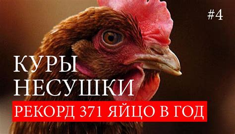 Почему куры несушки перестали нестись? - YouTube