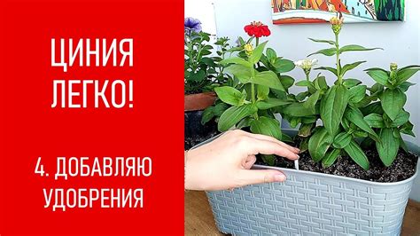 ЦИНИЯ - ЛЕГКО! Добавляю в контейнер удобрения - YouTube
