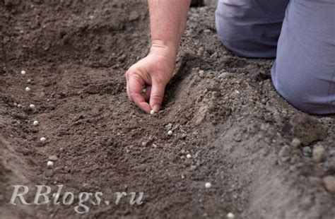 Всё про выращивание гороха: посадка и уход в открытом грунте