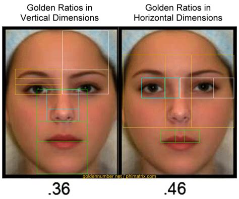 Meisner Beauty Guide for Golden Ratio Facial Analysis