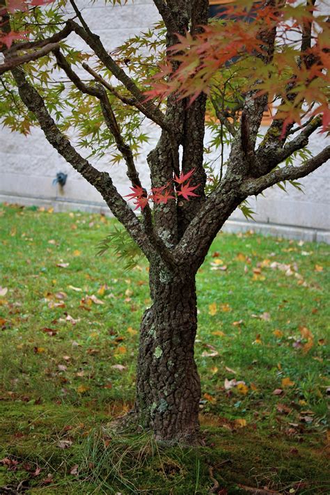 Acer Palmatum 'arakawa' Aka Rough Bark Japanese Maple - 50 Seeds - Etsy