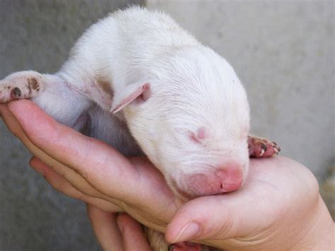 Gambar : anak anjing, binatang menyusui, bertulang belakang, pembiakan ...
