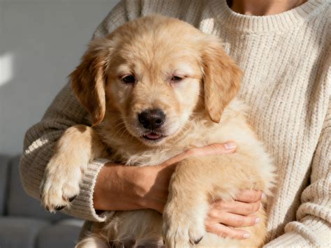 Why Do Dogs Hate Baths? 7 Real Reasons (And How to Fix It Fast