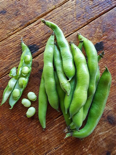 Broad beans – how to grow, prepare and delicious ideas for eating them.