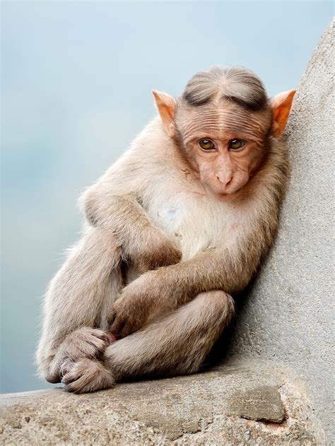 27 List Different Types Of Monkeys Facts And Informat - vrogue.co