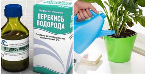 ТОП-10 Способов Как Избавиться от Мошек в Цветах
