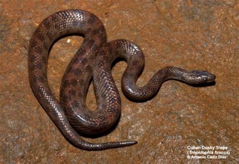 tropidophis fuscus  reptile