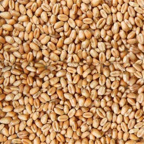 Brewers Grain : ECS : Suppliers of Stockfeed, Grain, Hay & By-Products