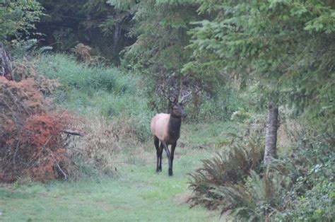 Wildlife - Silver Lake Forest Reserve