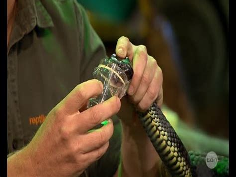 Milking snakes