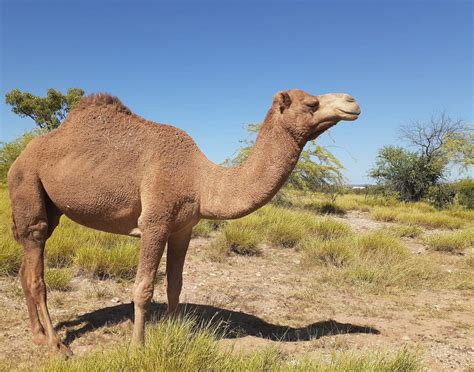 Camels can integrate well with cattle and help control weeds, study ...