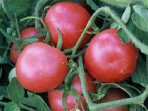 Томат Винный кувшин: характеристика и описание сорта, отзывы ...