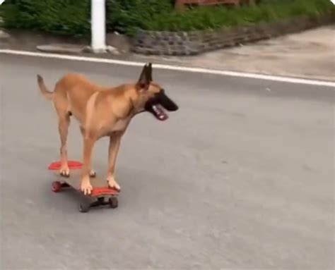 daga na sakatabrada  thakhaya kamal vadaya haaa vayaral dog rides