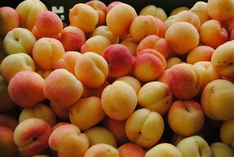 Apricot Daily — Rezepte Suchen