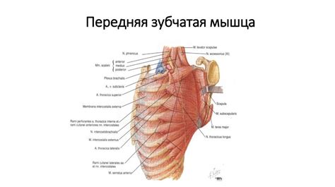 Рёбра. Анатомия грудной клетки - презентация онлайн