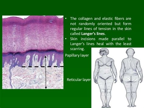 skin and appendages Histology