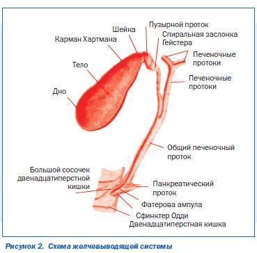 Сфинктеры пищеварительной системы | Интернет-издание "Новости медицины ...