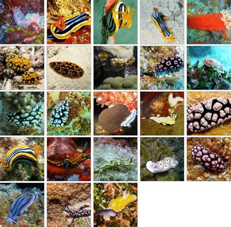 Nudibranches! - It's the Small Things (KSLOF)Living Oceans Foundation