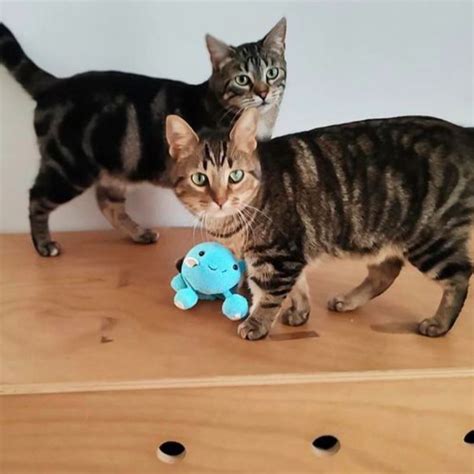Spoon Et Pumpkin (adoption Double) : Chat Croisé(e) à l'adoption ...