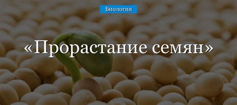 Прорастание семян – условия, этапы и структуры (6 класс)