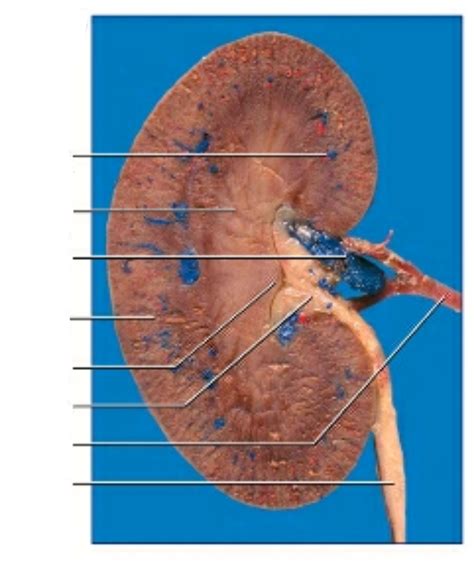 Kidney Diagram | Quizlet