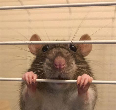 Fun rats really funny pictures cute pet rats pet illustration funny ...
