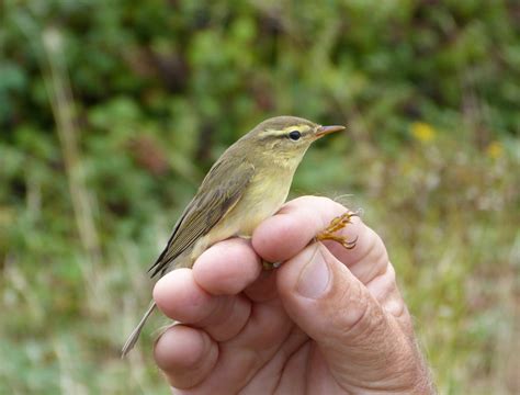 bird ringing demonstration deepdale farm