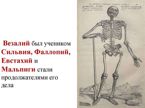 Анатомия и физиология человека - презентация онлайн